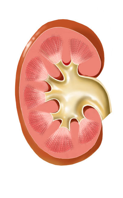 Human kidney Poster Print by TriFocal Communications/Stocktrek Images - Item # VARPSTTRF700071H