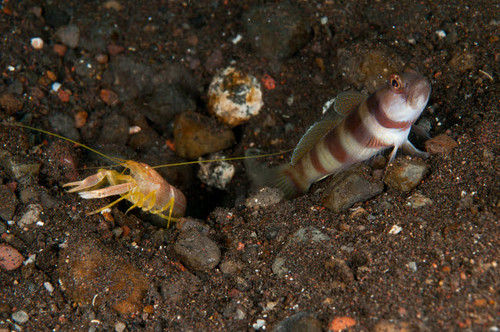 Goby with commensal blind shrimp, Bali, Indonesia Poster Print by Mathieu Meur/Stocktrek Images - Item # VARPSTMME400399U