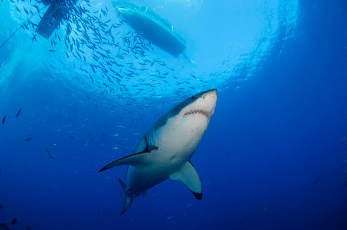 Female Great White, Guadalupe Island, Mexico Poster Print by Todd Winner/Stocktrek Images - Item # VARPSTTSW400143U