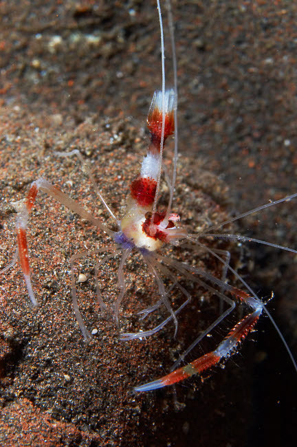 Red and white banded cleaner shrimp, Bali, Indonesia Poster Print by Mathieu Meur/Stocktrek Images - Item # VARPSTMME400290U