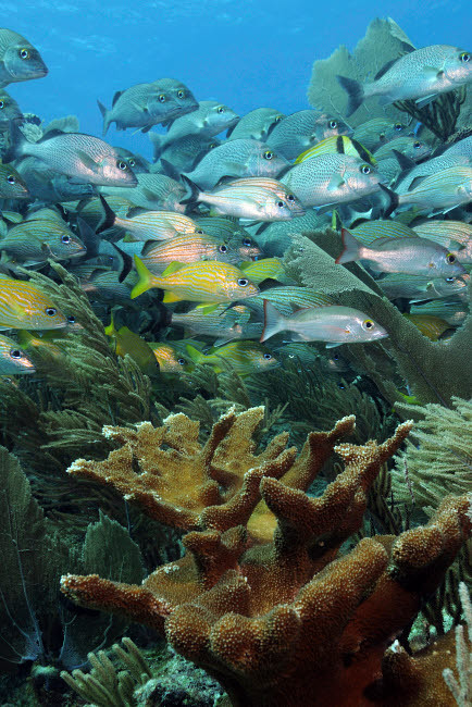 Elkhorn coral with schooling grunts and snappers on caribbean reef Poster Print by Karen Doody/Stocktrek Images - Item # VARPSTKWD400101U