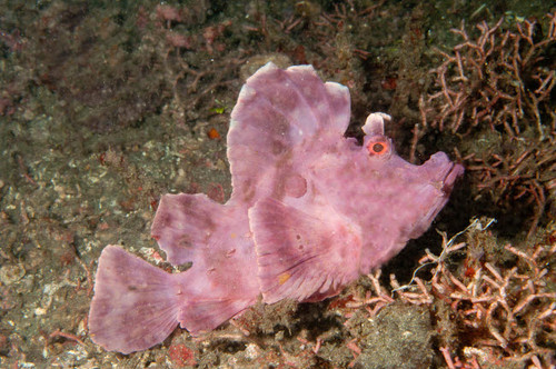 Paddle-flap scorpionfish, Lembeh Strait, Indonesia Poster Print by VWPics/Stocktrek Images - Item # VARPSTVWP401134U