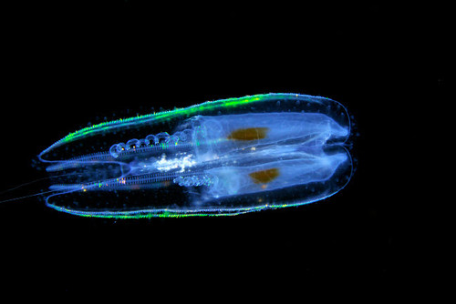 Comb jelly, a pelagic ctenophore, at night, Kona, Hawaii Poster Print by VWPics/Stocktrek Images - Item # VARPSTVWP400055U