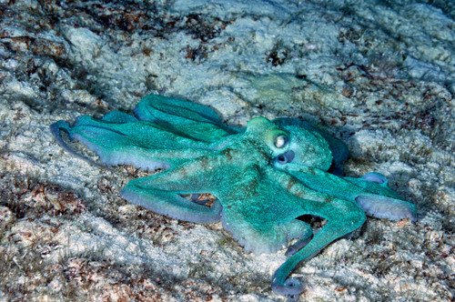 Caribbean reef octopus in the Caribbean Sea Poster Print by VWPics/Stocktrek Images