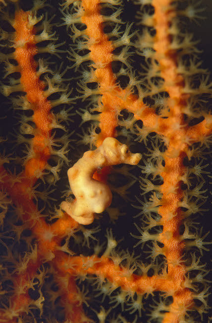 A pygmy seahorse hidden against soft coral, Bali, Indonesia Poster Print by VWPics/Stocktrek Images - Item # VARPSTVWP401549U