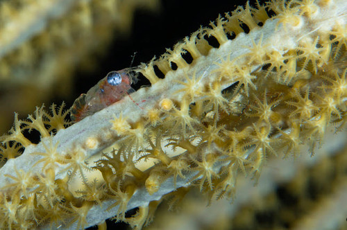 Shrimp on a sea fan, Belize Poster Print by Todd Winner/Stocktrek Images - Item # VARPSTTSW400072U