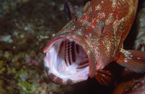 Tomato grouper with mouth open, Indonesia Poster Print by VWPics/Stocktrek Images - Item # VARPSTVWP401544U