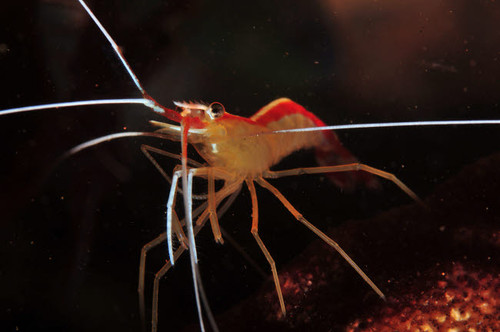 Orange white and red shrimp, Bali, Indonesia Poster Print by Mathieu Meur/Stocktrek Images - Item # VARPSTMME400409U