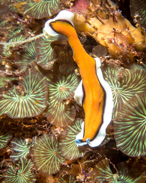 Flatworm in the Philippines Poster Print by Brandi Mueller/Stocktrek Images - Item # VARPSTBMU400260U Flatworm in the Philippines Poster Print by Brandi Mueller/Stocktrek Images - Item # VARPSTBMU400260U