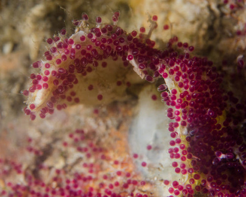 The eggs of a sergeant major fish, West Palm Beach, Florida Poster Print by Brent Barnes/Stocktrek Images - Item # VARPSTBBA400201U