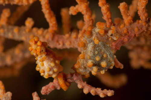 Pair of pregnant yellow bargibanti pygmy seahorse Poster Print by Mathieu Meur/Stocktrek Images - Item # VARPSTMME400132U