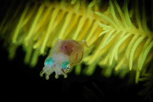 Pygmy Cuttlefish, Indonesia Poster Print by Todd Winner/Stocktrek Images - Item # VARPSTTSW400149U