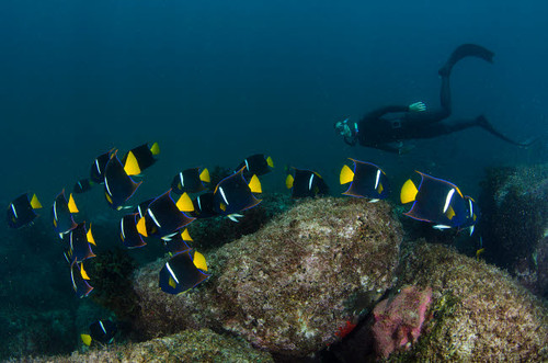 Free diver swimming with a school of king angelfish, Mexico Poster Print by VWPics/Stocktrek Images - Item # VARPSTVWP401468U
