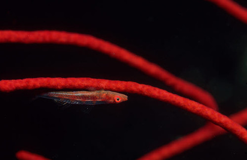 Goby in red coral, Tulamben, Bali, Indonesia Poster Print by VWPics/Stocktrek Images - Item # VARPSTVWP401497U