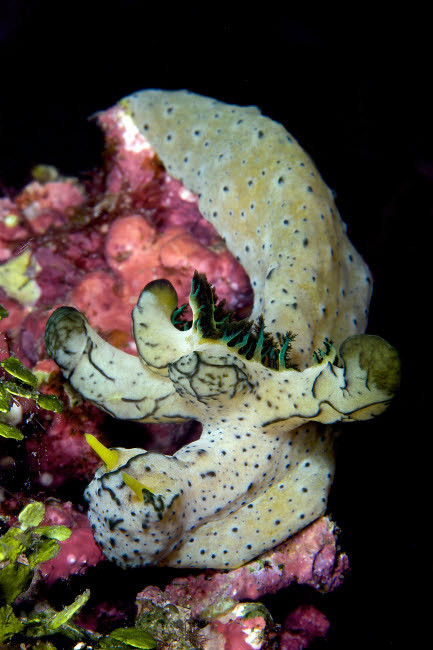 Nudibranch feeding on algae, Papua New Guinea Poster Print by Terry Moore/Stocktrek Images