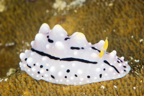 Beautiful nudibranch on coral, Papua New Guinea Poster Print by Terry Moore/Stocktrek Images - Item # VARPSTTMO400308U