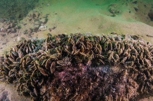Zebra and quagga mussels in Lake Mead, Nevada Poster Print by Jennifer Idol/Stocktrek Images - Item # VARPSTJDL400004U