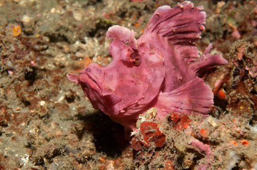 Paddle-flap scorpionfish, Lembeh Strait, Indonesia Poster Print by VWPics/Stocktrek Images - Item # VARPSTVWP401144U