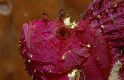 Leaf scorpionfish, Bali, Indonesia Poster Print by VWPics/Stocktrek Images - Item # VARPSTVWP401542U