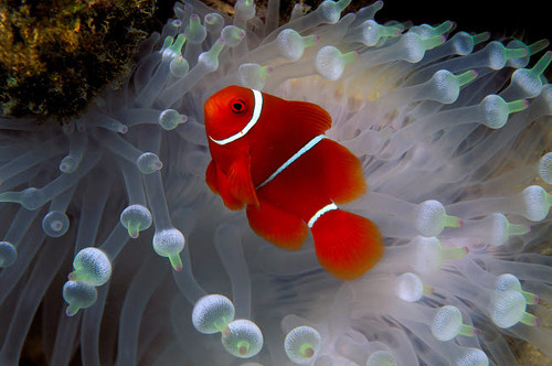 Spine-cheek anemonefish, Fiji, Pacific Ocean Poster Print by VWPics/Stocktrek Images - Item # VARPSTVWP400434U