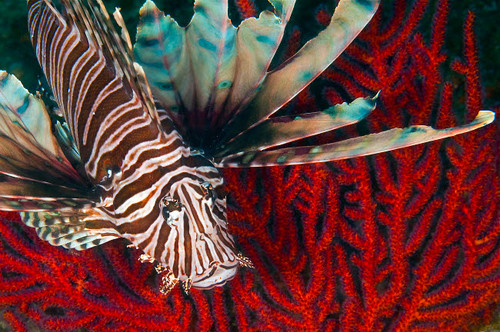 An Invasive Indo-Pacific Lionfish off the coast of North Carolina Poster Print by Karen Doody/Stocktrek Images - Item # VARPSTKWD400070U