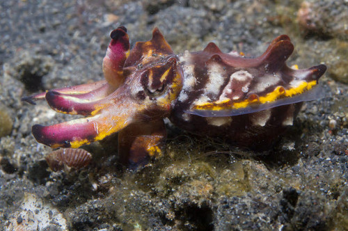 Flamboyant cuttlefish, Lembeh Strait, Indonesia Poster Print by VWPics/Stocktrek Images - Item # VARPSTVWP401109U