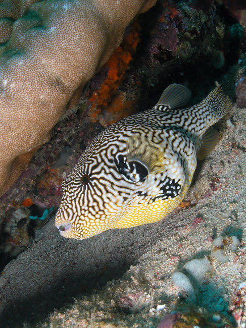 Map Pufferfish, Indonesia Poster Print by Mathieu Meur/Stocktrek Images - Item # VARPSTMME400319U
