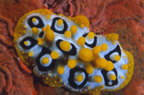 Nudibranch, Tulamben, Bali, Indonesia Poster Print by VWPics/Stocktrek Images - Item # VARPSTVWP401556U