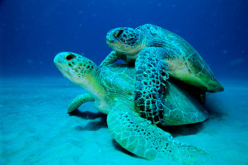 A pair of green turtles mating, Atlantic Ocean, Florida Poster Print by VWPics/Stocktrek Images - Item # VARPSTVWP400565U