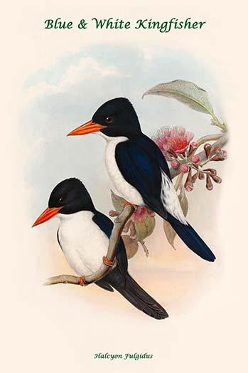 Halcyon Fulgidus - Blue & White Kingfisher Poster Print by John  Gould - Item # VARBLL0587318163