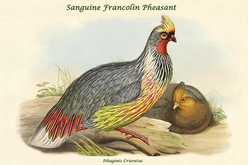 Ithaginis Cruentus - Sanguine Francolin Pheasant Poster Print by John  Gould - Item # VARBLL0587319402