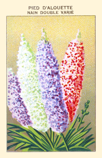 Dwarf Lark's foot Poster Print by unknown - Item # VARBLL0587409584