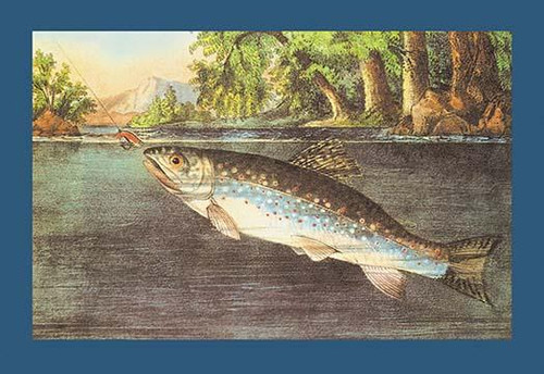 Picture of a trout being lured by a fly fisherman's bait. Poster Print by unknown - Item # VARBLL0587023171