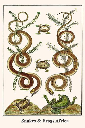 Serpentes, Microhylidae, Anura Poster Print by Albertus  Seba - Item # VARBLL0587297409