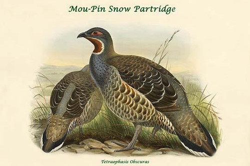 Tetraophasis Obscuras - Mou-Pin Snow Partridge Poster Print by John  Gould - Item # VARBLL0587320699