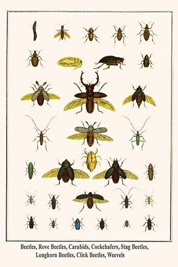 Staphylinidae, Coleoptera, Carabidae, Scarabaeidae, Polyphylla fullo, Lucanus cervus, Cerambycidae, Elateridae, Curculionidae Poster Print by Albertus  Seba - Item # VARBLL0587299126