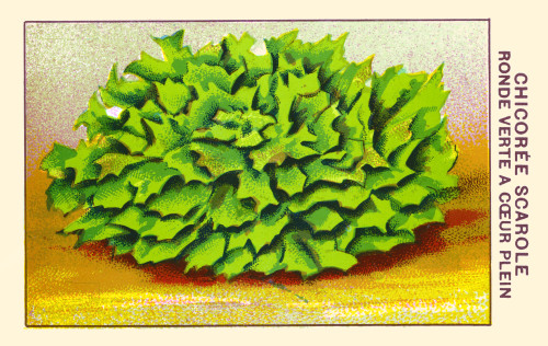 Round green chicoree Poster Print by unknown - Item # VARBLL0587409290