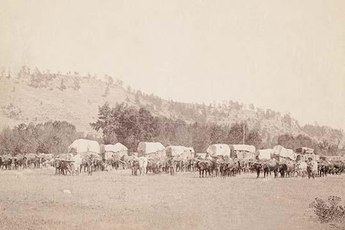 Several ox teams and wagons in a valley. Poster Print by John C.H. Grabill