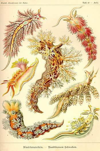 Nudibranch Gastropod Mollusks Poster Print by Ernst  Haekel