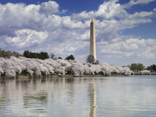 Washington Monument & Tidal Basin Poster Print - Item # VARBLL058756944L