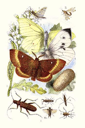 May-fly, Brimstone Butterfly,Musk Beetle, Nut Weevil Poster Print by James  Sowerby - Item # VARBLL058718734L