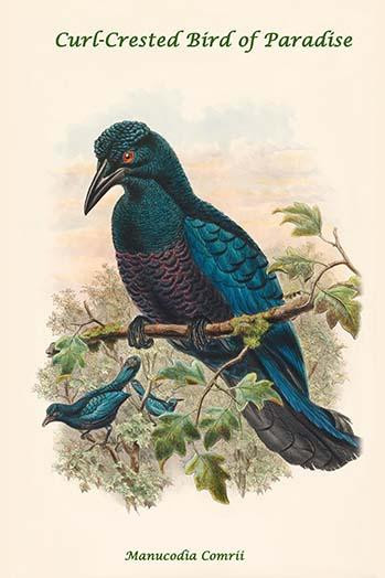 Manucodia Comrii - Curl-Crested Bird of Paradise Poster Print by John  Gould - Item # VARBLL0587320362
