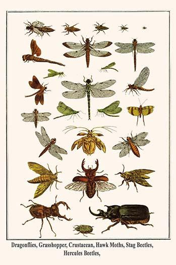 Caelifera, Odonata, Crustacea, Lepidoptera,  Coleoptera, Lucanidae, Scarabaeidae, Dynastinae, Poster Print by Albertus  Seba - Item # VARBLL0587299118