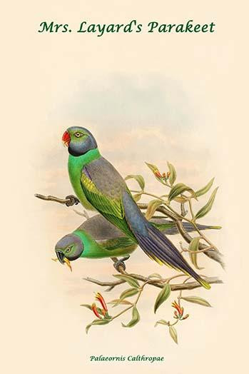 Palaeornis Calthropae - Mrs. Layard's Parakeet Poster Print by John  Gould