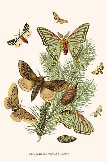 European Butterflies & Moths Poster Print by W.F. Kirby - Item # VARBLL0587322020
