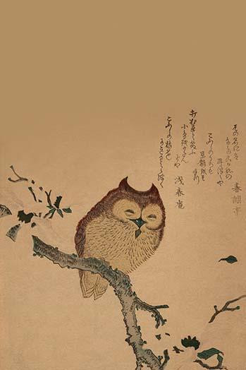 A Japanese naturalist painting of an Owl on a Branch Poster Print by unknown - Item # VARBLL0587236280