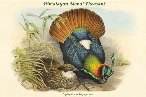 Lophophorus Impeyanus - Himalayan Monal Pheasant Poster Print by John  Gould - Item # VARBLL0587319494