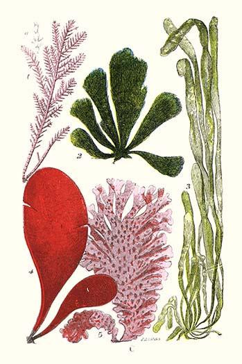 Seaweeds - Common Coralline Poster Print by James  Sowerby - Item # VARBLL058718716L