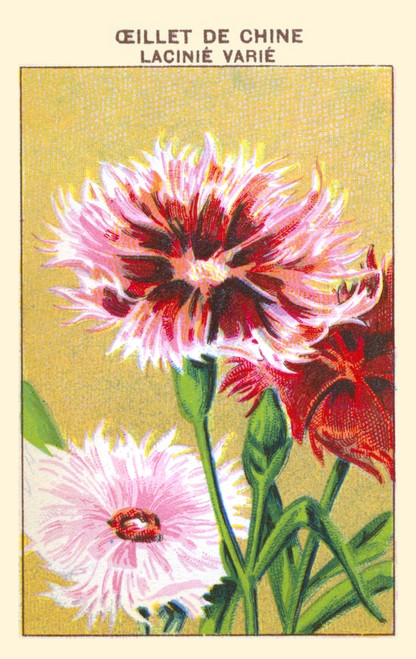 Chinese Carnation Poster Print by unknown - Item # VARBLL0587409800