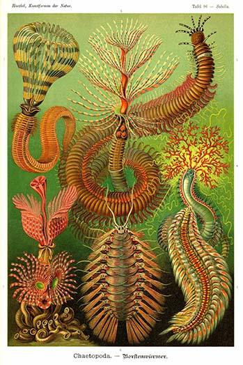 Chaetopoda, earthworms, worms Poster Print by Ernst  Haekel - Item # VARBLL058764554L